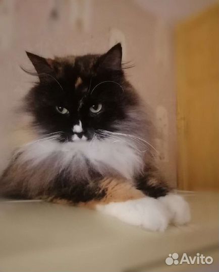 Кошка в добрые руки