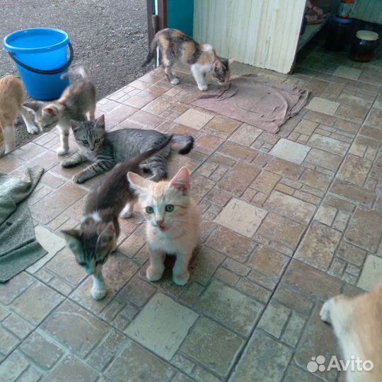 Котята в добрые руки