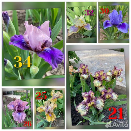 Ирисы карликовые