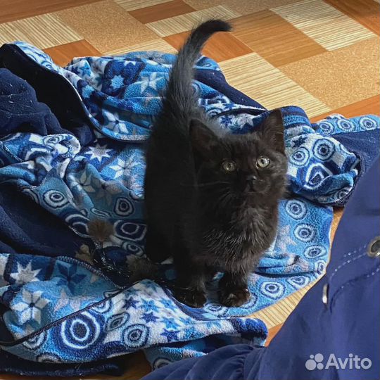 Черный котенок мальчик