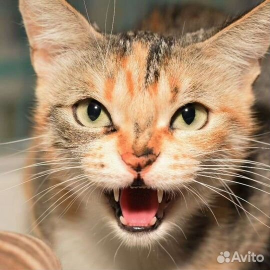 Кошка Красотка ищет любящую семью