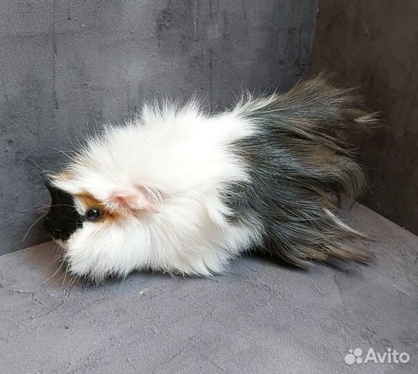 Морская свинка девочка