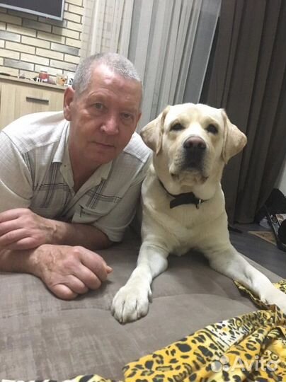 Щенок лабрадора