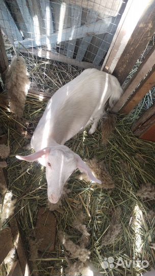 Козы козлята