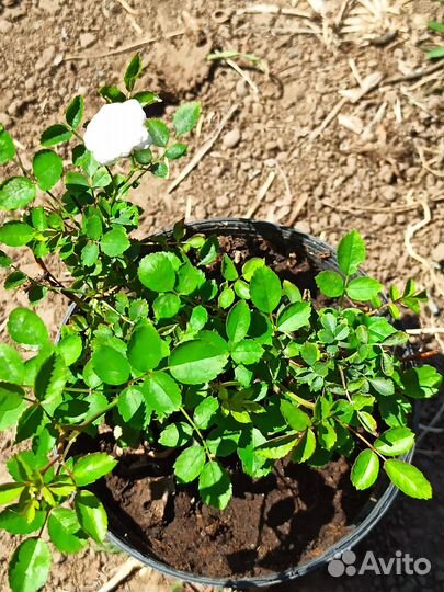 Розы почвопокровные, зкс