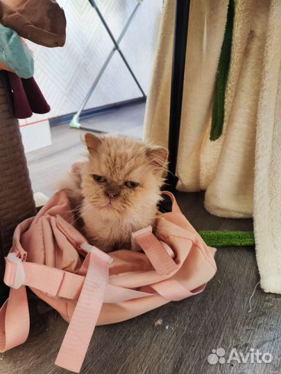 Персидский кот