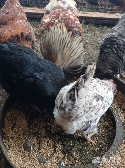 Пять курочек и петушок