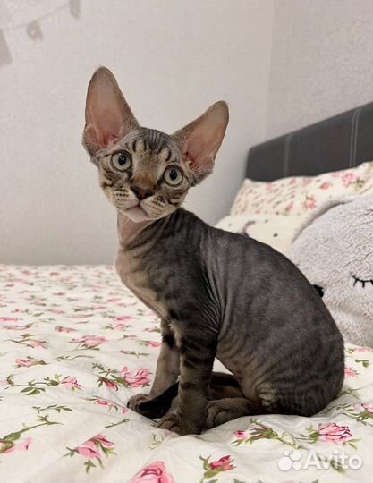 Котята девон-рекс
