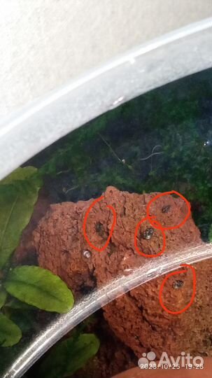 Теодоксус улитка