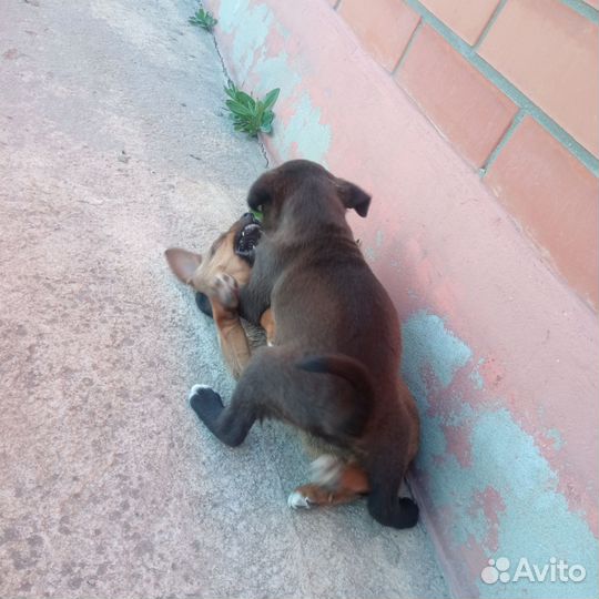 Щенки в добрые руки