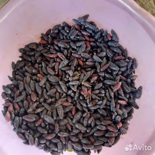 Саженцы фундука, жимолости, смородины