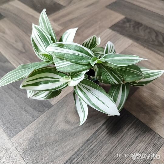 Традесканция