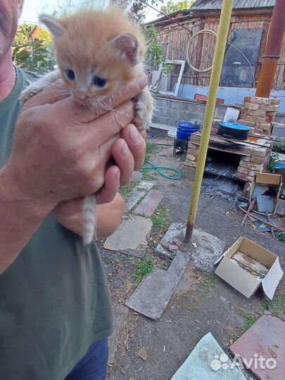 Отдадим котят в добрые руки