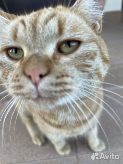 Кот в добрые руки (добрый)