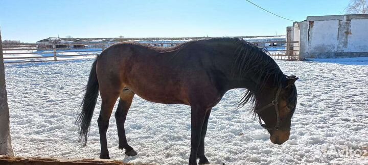 Жеребец орловский рысак
