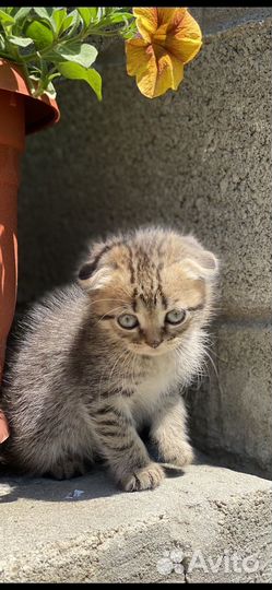 Шотландская вислоухая