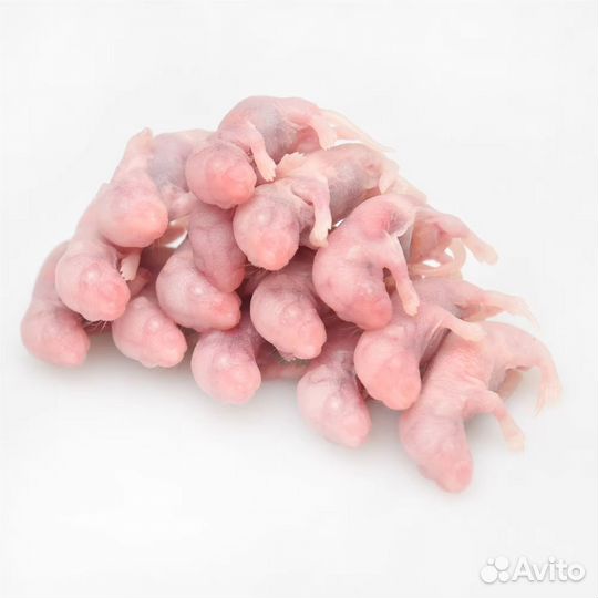 Кормовые мыши