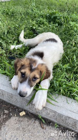 Добрая собака