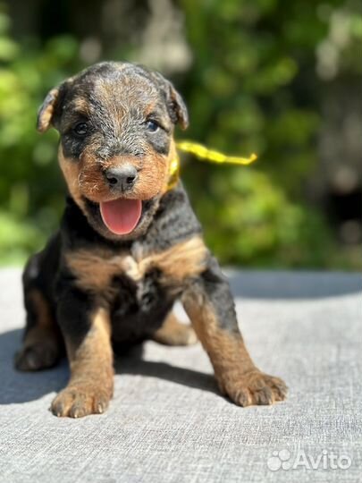 Щенки эрдельтерьера