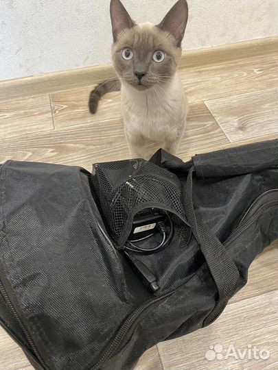 Гироскутер