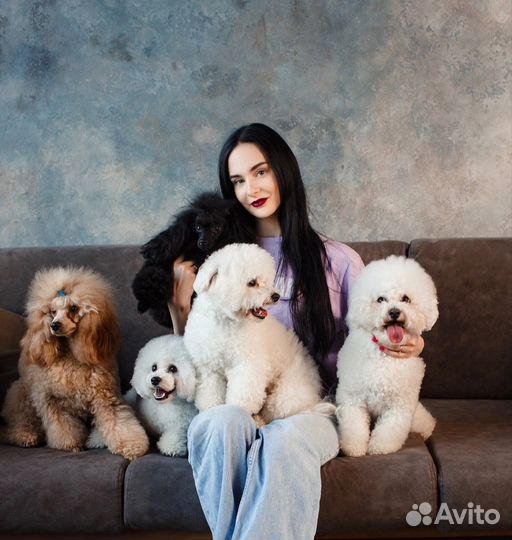 Грумер,стрижка собак, тримминг, груминг кошек