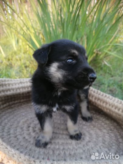 Отдам щенка