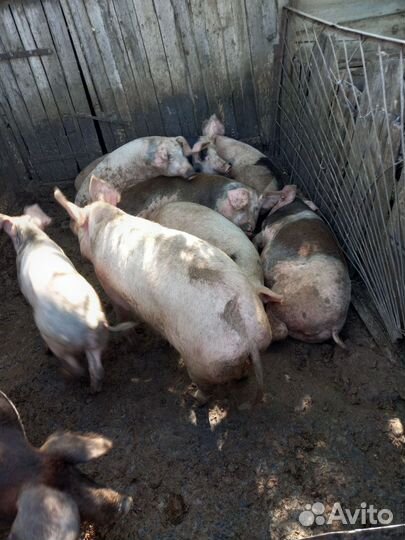 Поросята