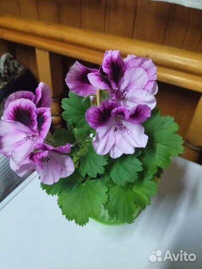 Королевская пеларгония