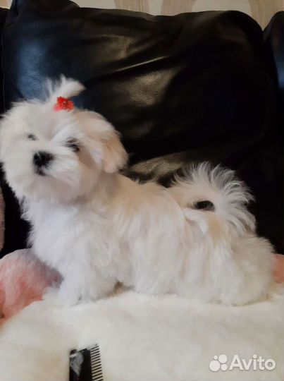 Роскошные Мальтезе. Мальтийская болонка