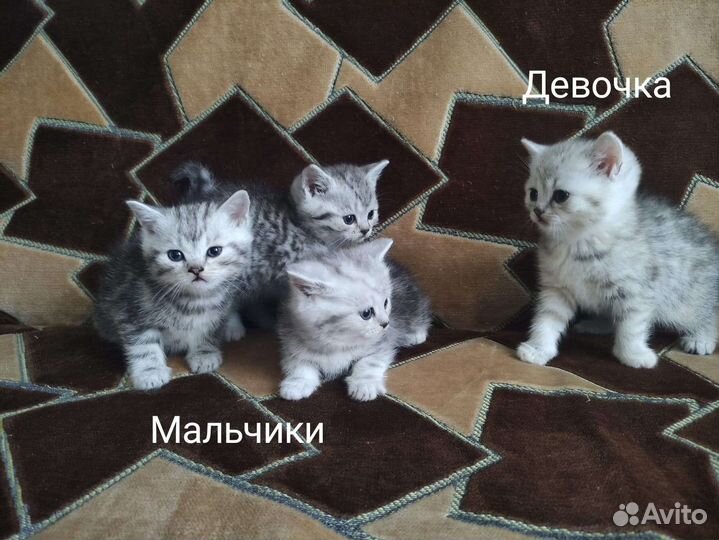 Британские котята