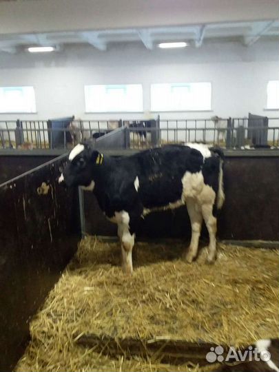 Продаются бычки телочки