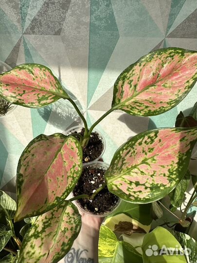 Аглаонема lam sam