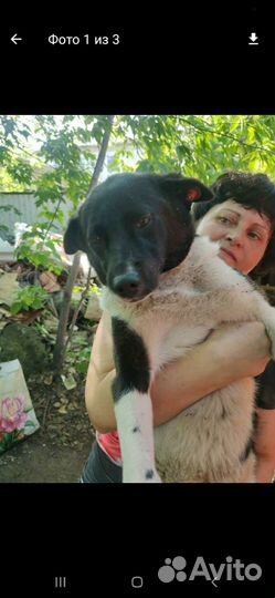Собака в добрые руки отдам бесплатно