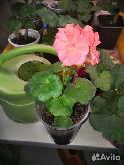 Пеларгония герань сортовая