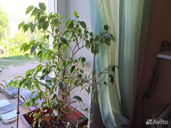 Юкка, фикус, драцена