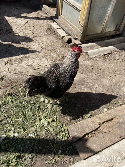 Молодые петухи