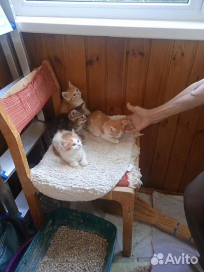 Чудесные котята в добрые руки