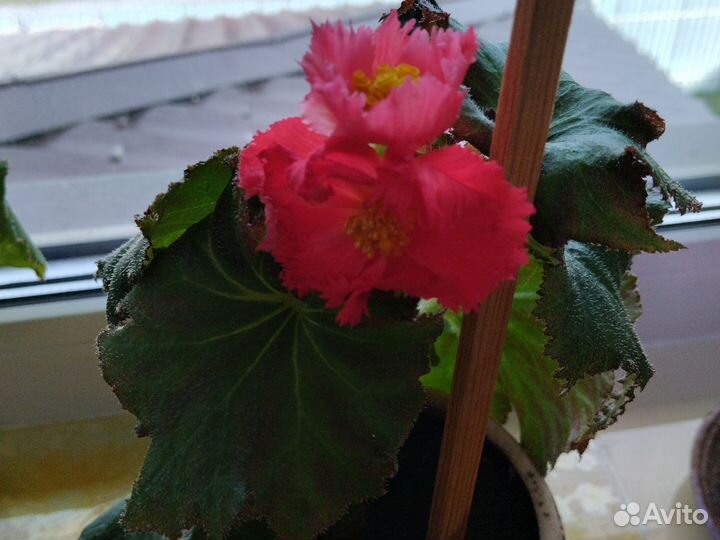 Бегония белая, жёлтая, красная