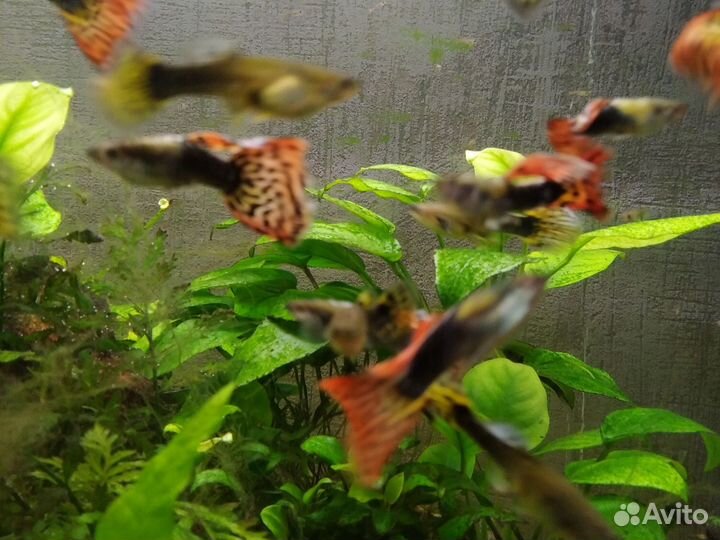 Аквариумные рыбки