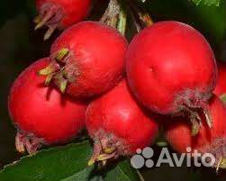 Саженцы боярышника 