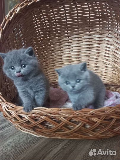 Британские котята