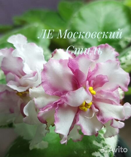 Сортовые фиалки