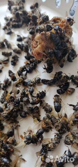 Пчелиный подмор