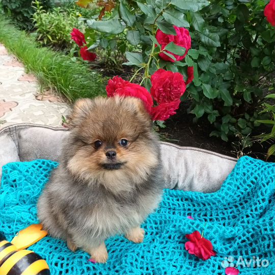 Девочка РКФ