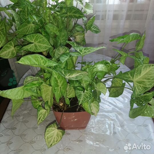 Комнатные цветы