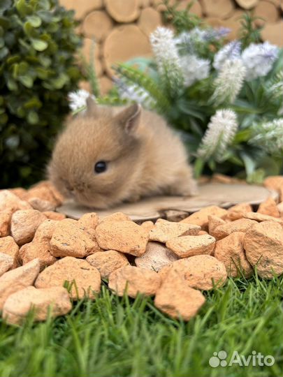 Карликовые декоративнае мини кролики