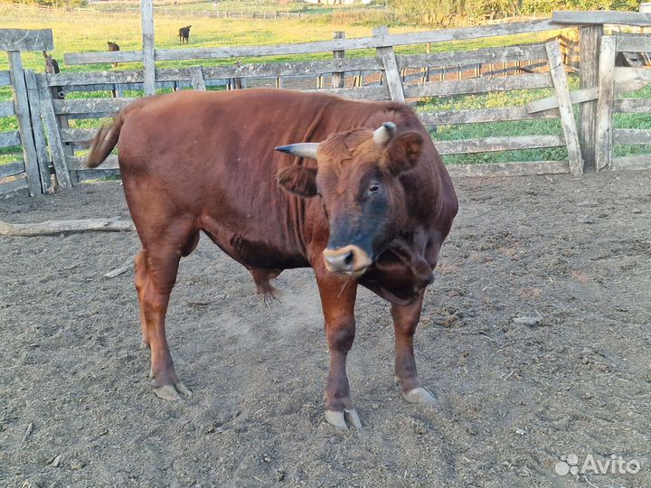 Бычки и быки