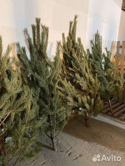 Сосна новогодняя