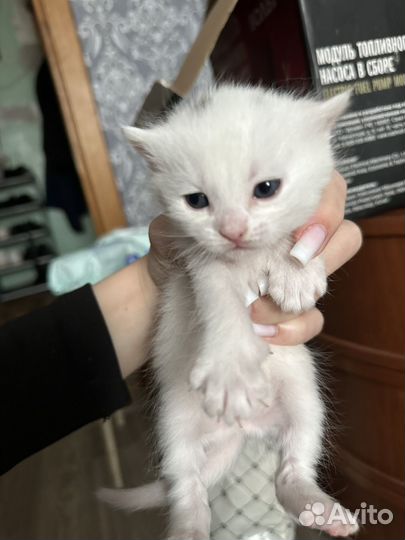 Котята сибирской кошки