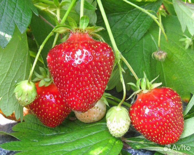 Рассада клубники усы